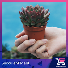 Load image into Gallery viewer, Succulent Plant
