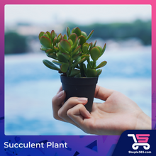 Load image into Gallery viewer, Succulent Plant
