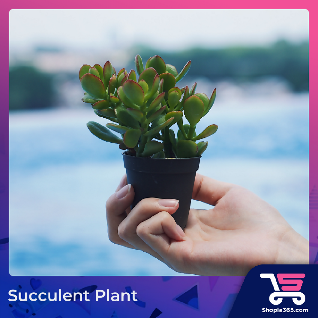 Succulent Plant