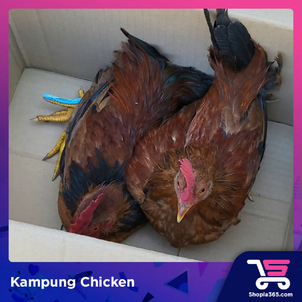 (Preorder) Live Kampung Chicken - Tied Up