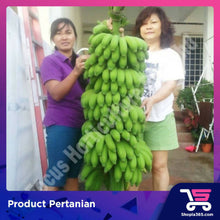 Load image into Gallery viewer, (Preorder) Pisang Plantlets (100 Plants)
