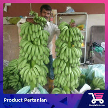 Load image into Gallery viewer, (Preorder) Pisang Plantlets (100 Plants)
