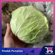Load image into Gallery viewer, Cameron Highland Fresh Cabbage (30kg/box) 金马伦新鲜包菜
